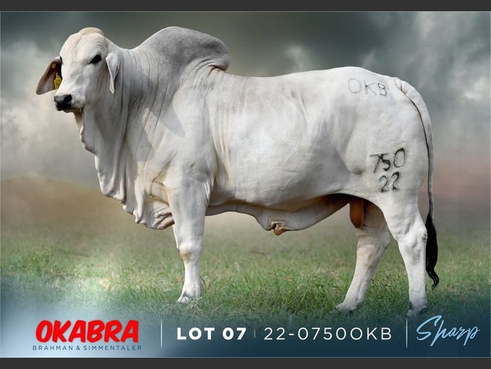 22-0750OKB | OKABRA BRAHMAN 