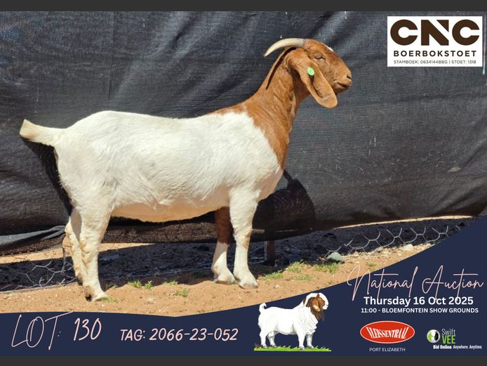 2066-23-052 | Connie Coetzee (CNC Boerbokstoet)