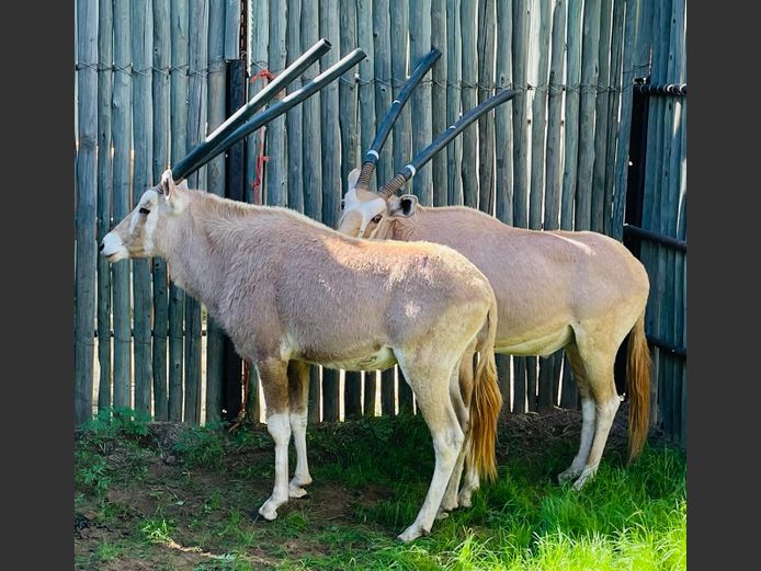 Goue Gemsbok Bulle