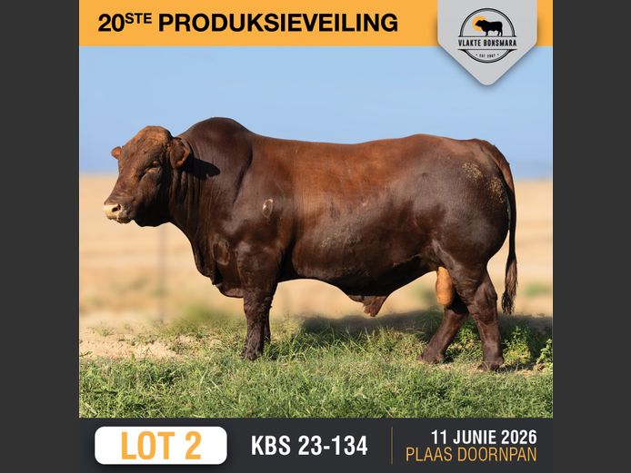 KBS230134 | KAMEELDORING BONSMARA