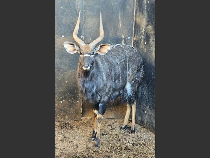 NYALA | J. DE KOK