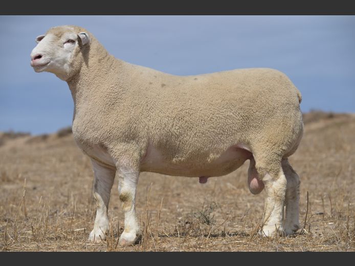 VS 24 0250 | VREDESIG FORBES