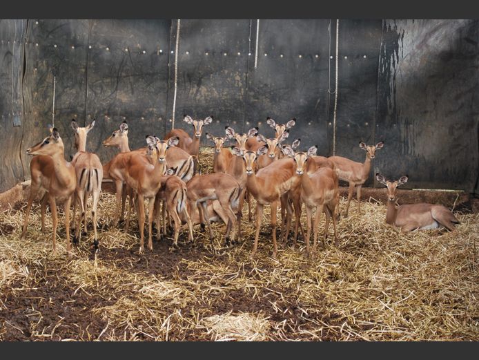 IMPALA | NAYAWA BDY