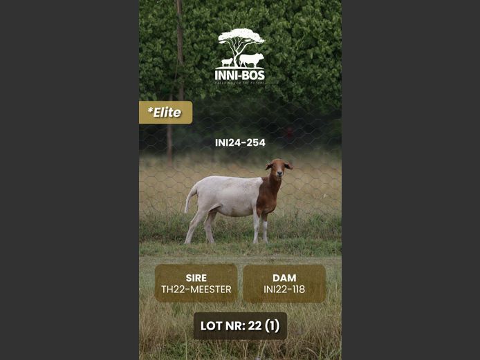 INI24-254 *Elite