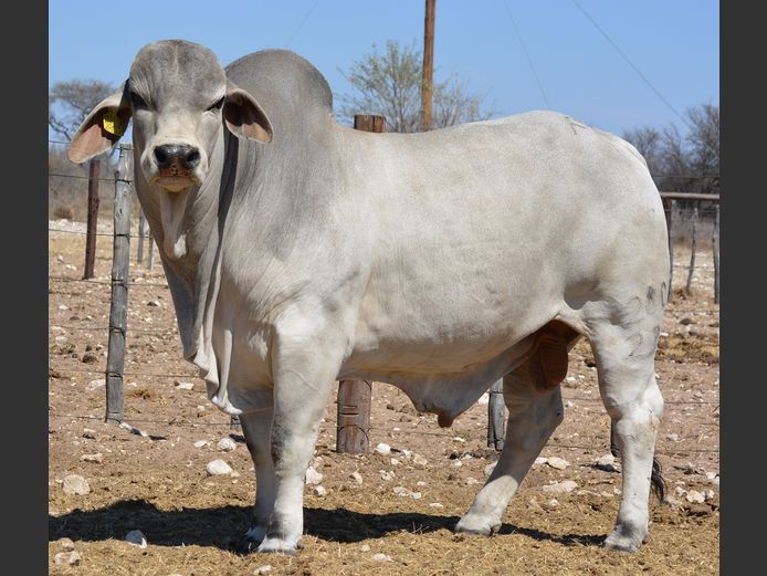 23-0280FK | WANETTA BRAHMANE 