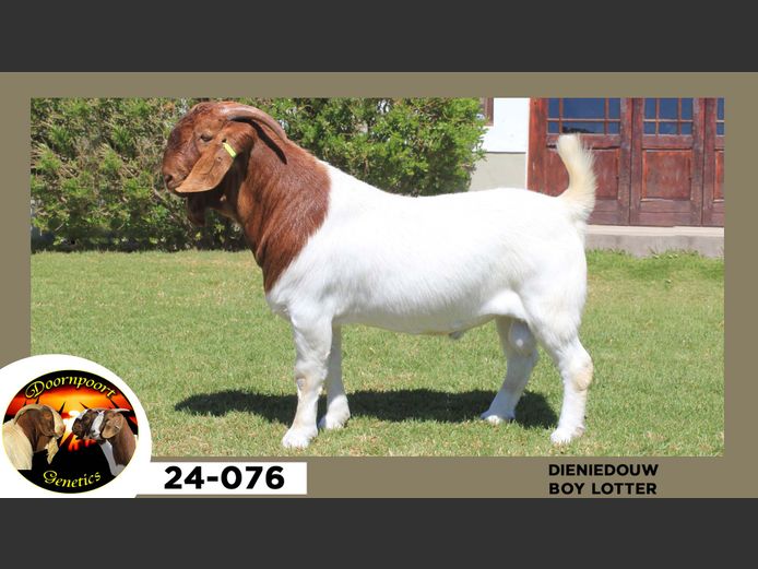 24-076  |  Boy Lotter - Dieniedouw