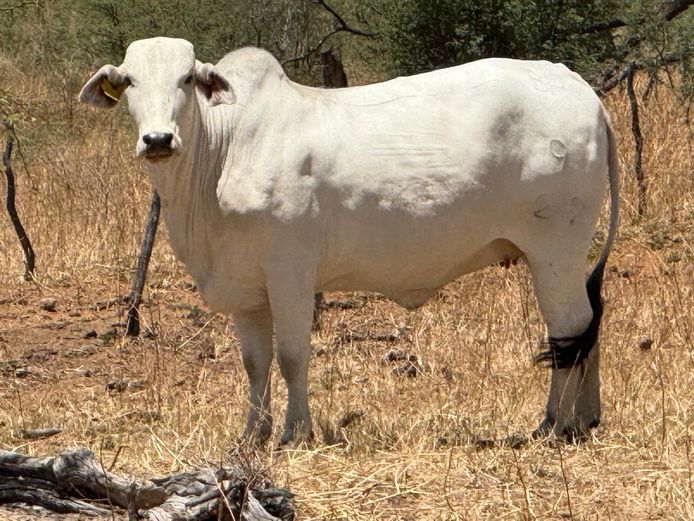 22-0009BH | PANGII BRAHMANE