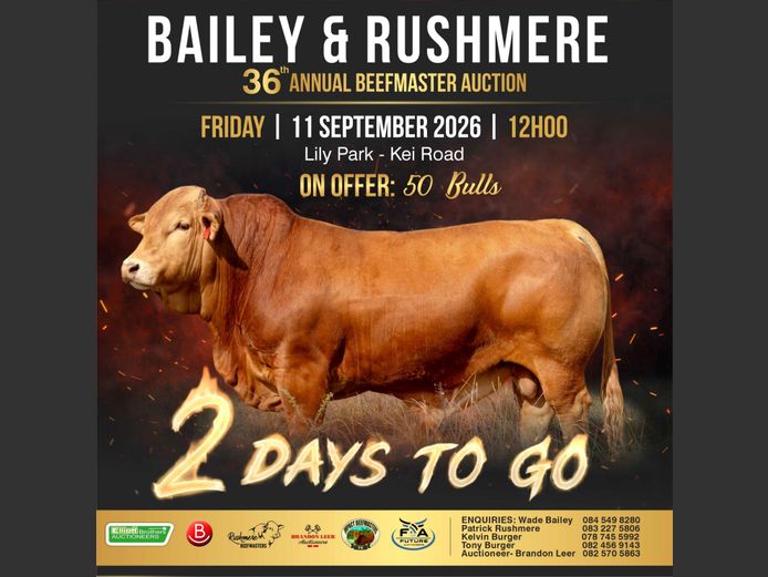 BAILEY & RUSHMERE 36TH ANNUAL BEEFMASTER BULL AUCTION