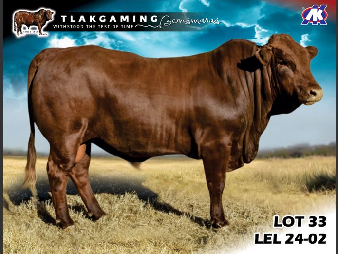 LEL240002 | LEE & SON