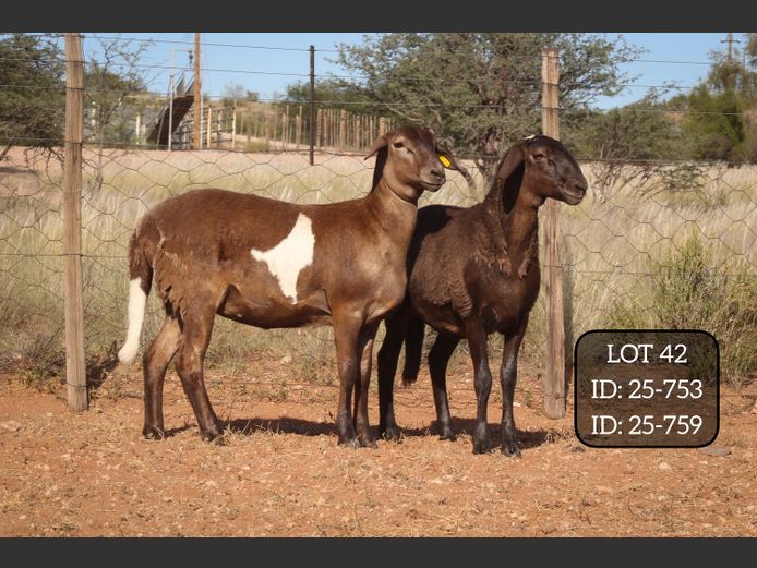 25-753 | 25-759 | MAKKA LOUWRENS MEATMASTERS