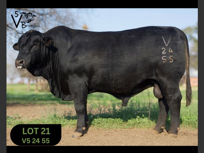 V52455 | NAUDE F
