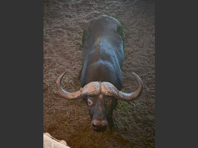 BUFFEL (no vat) | IMBABALA