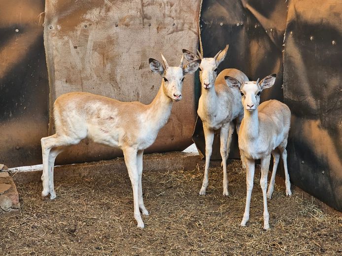 WHITE FLANKED IMP | @ MARULA