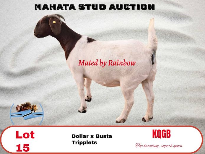 Mahata Stud 