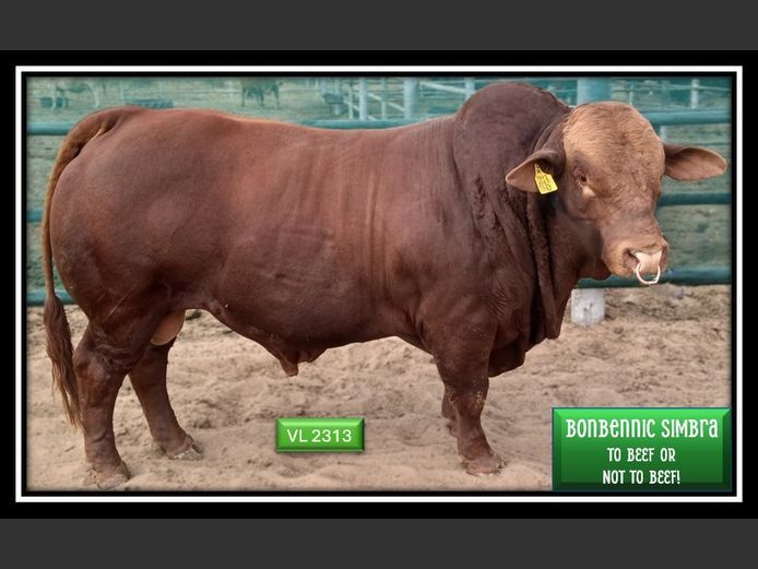 VL2313C | BONBENNIC SIMBRA