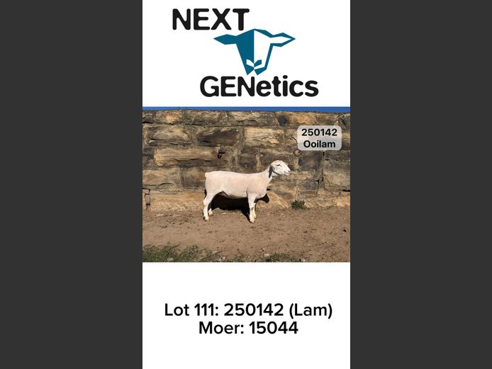 250142 | NEXT GENETICS