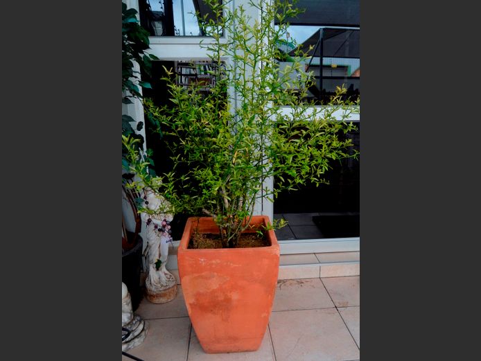 LARGE TERRACOTTA PLANTER WITH LEMON TREE, 45 x 45 x 61cm