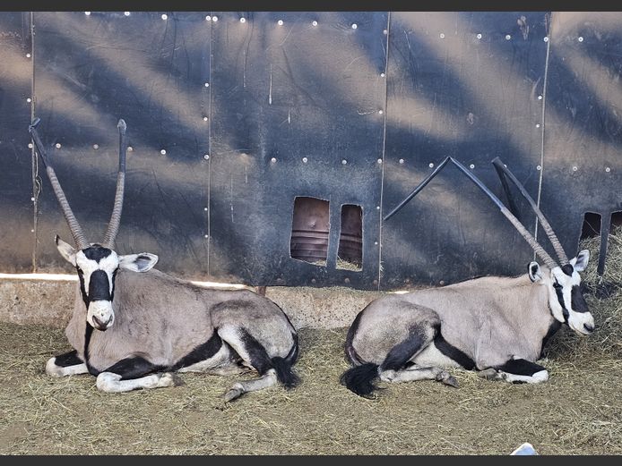 GEMSBOK | MHEMBWE