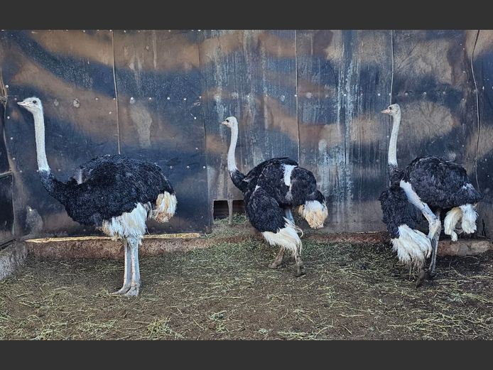 OSTRICHES | LITTLE HUT TRUST