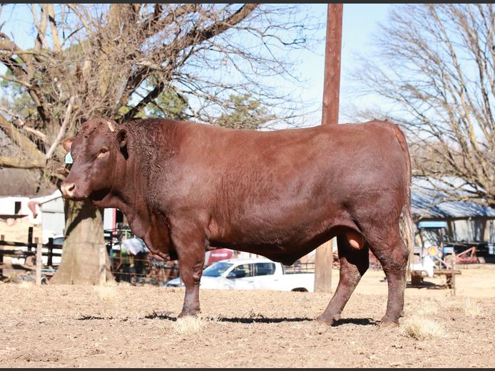 LAM2211 | BULL'S RUN SUSSEX STUD