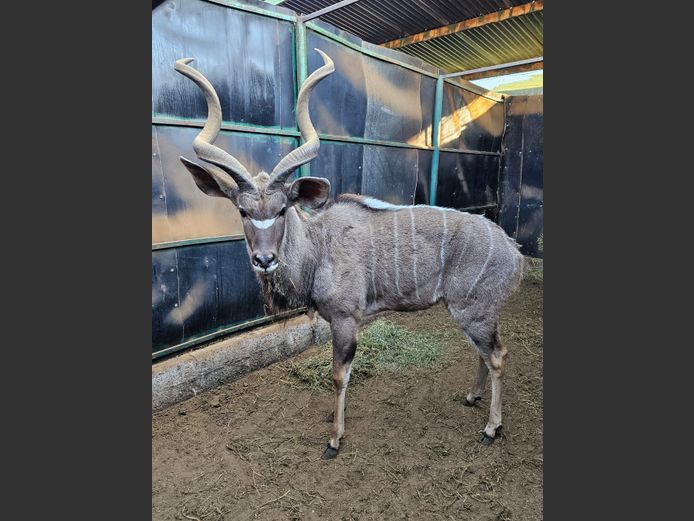 KUDU | KRUISRIVIER