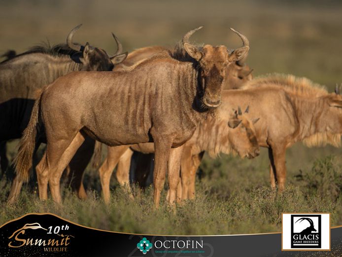 Golden Wildebeest Mixed Group