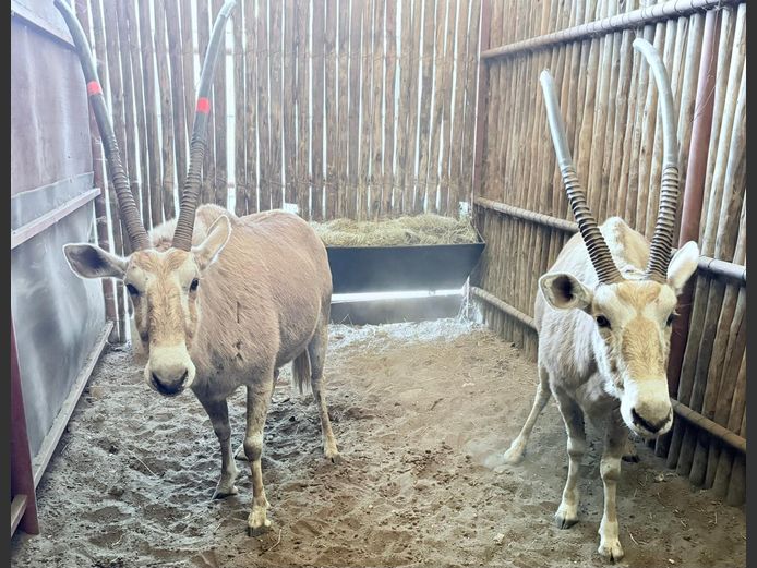 Goue Gemsbok Koei