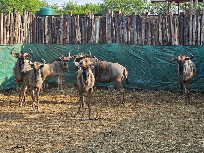 BLUE WILDEBEEST | LIMPOPO STUDGAME