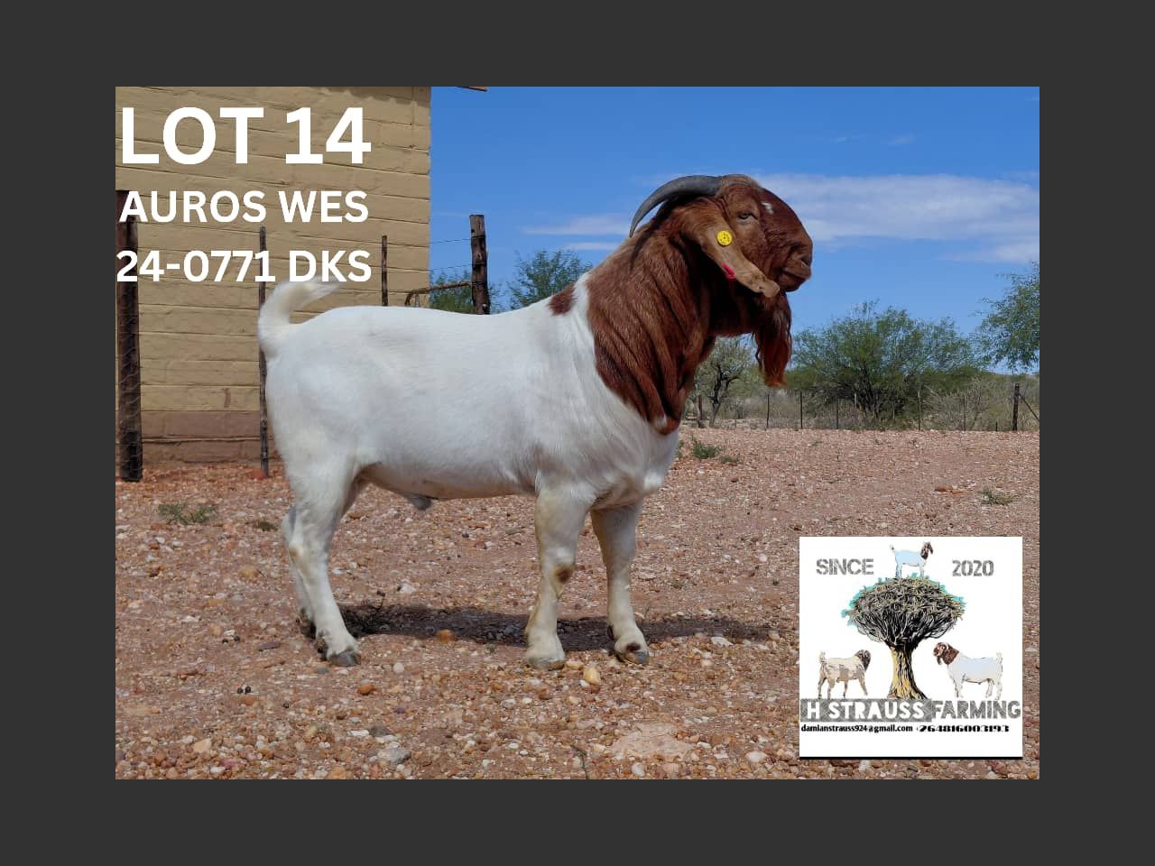 Lot 14 | KAUU VAN ROOY STUD 4TH PRODUCTION AUCTION | SwiftVEE | South ...