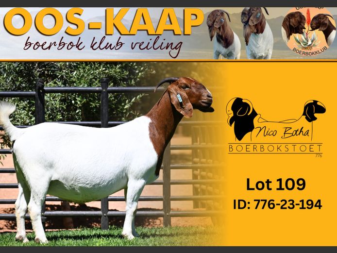 23-194 | Nico Botha Boerbokstoet