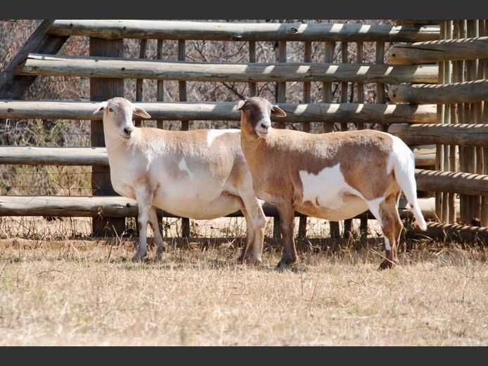 2085 | WF Strydom - Voorwaarts Boerdery