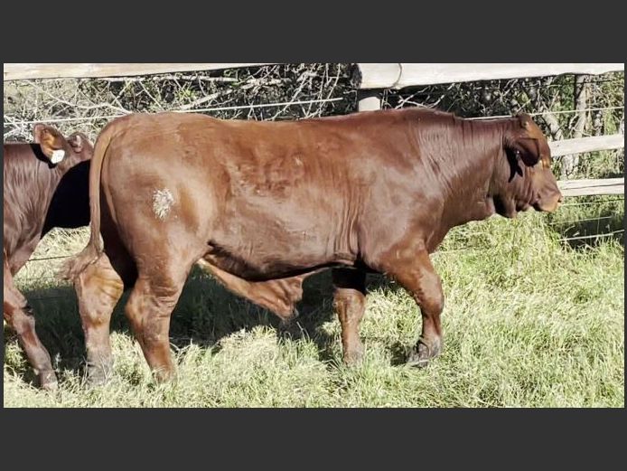 17x Intact bull calves | AR James