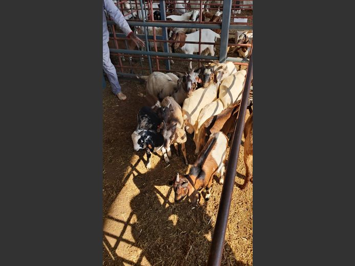 BOERBOK | NAZARDI BOERDERY