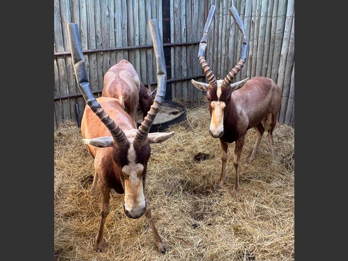 Geel Blesbok Jagramme