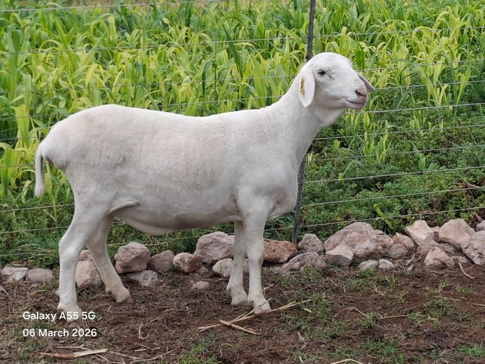 Z 24 0047 | SCHOLTZ & SEUNS