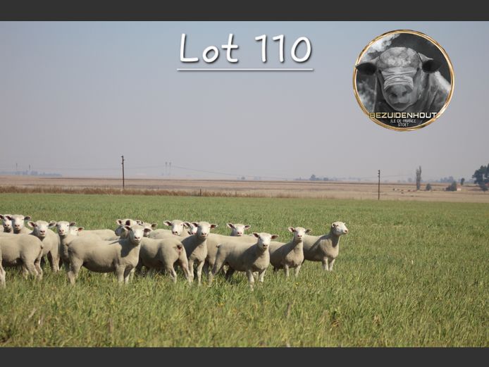 Commercial Animals | BEZUIDENHOUT ILE DE FRANCE
