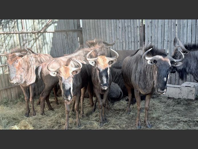 Blouwildebeeste (Volwasse)