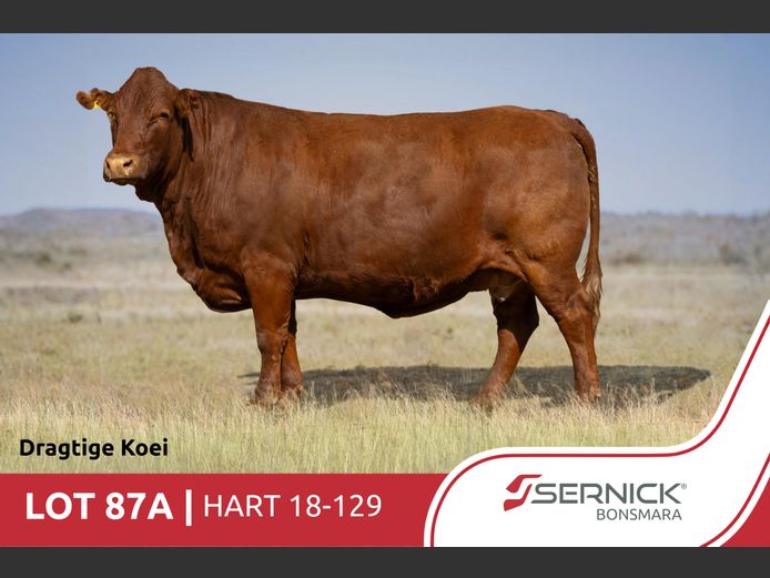 HART180129 | SERNICK BONSMARA STOET