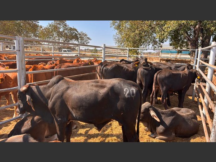 AGRA GROOTFONTEIN WEANER AUCTION