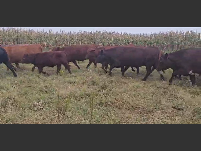 Calves