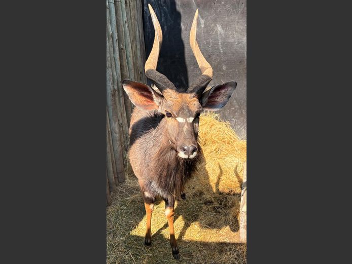 Nyala Bul