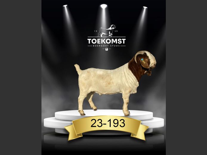 230193 | TOEKOMST BOERGOAT STUDS
