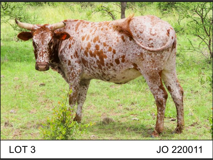 JO 220011 | O.T. JANNASCH