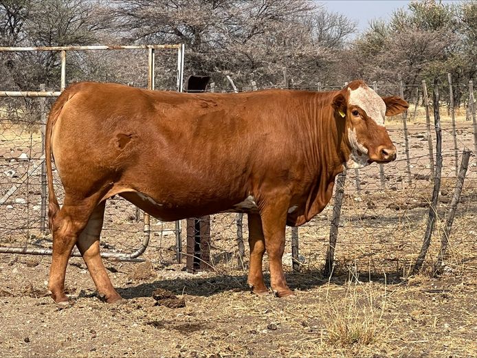 DM221568 | KAMAB SIMBRA