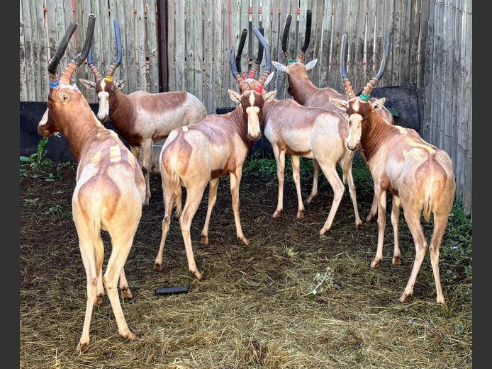 Geel Blesbok Ram