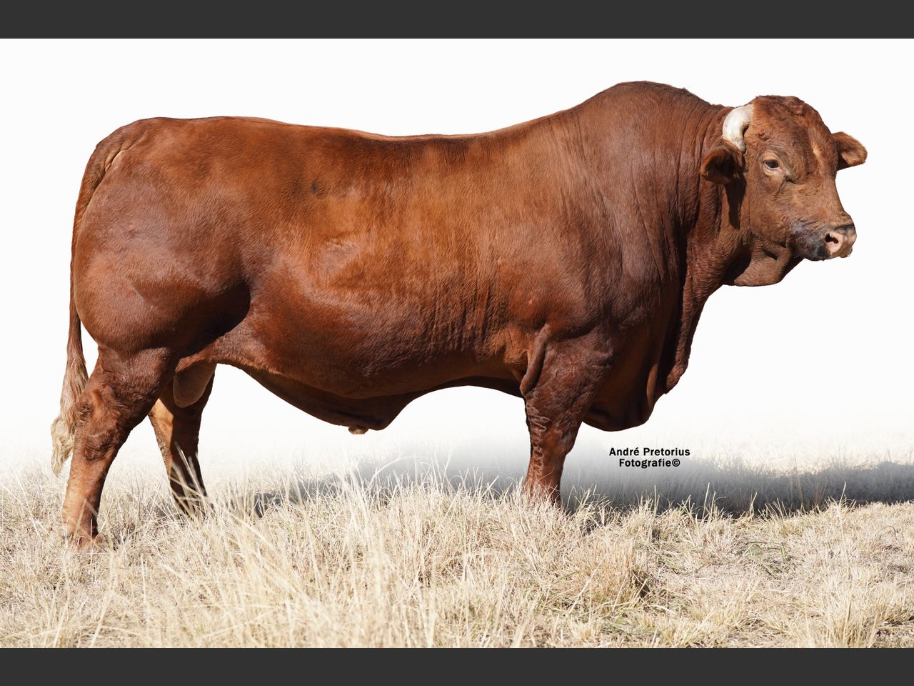 Lot 40A | 26STE NASIONALE BEEFMASTER VEILING | SwiftVEE | South Africa ...