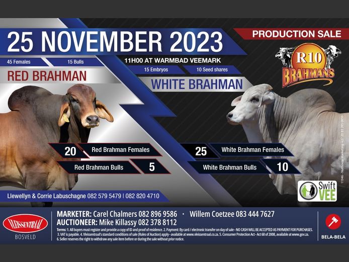 R10 BRAHMANS PRODUCTION SALE