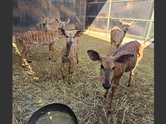 NYALA | BIG HORN