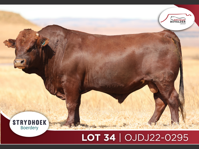 OJDJ22-0295
