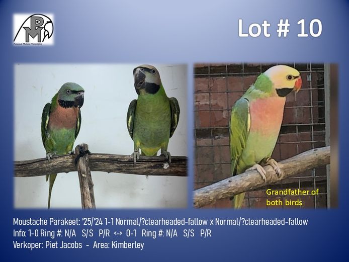 1-1 '25/'24 Moustache Parakeet: Normal/?clearheaded-fallow x Normal/?clearheaded-fallow - Piet Jacobs